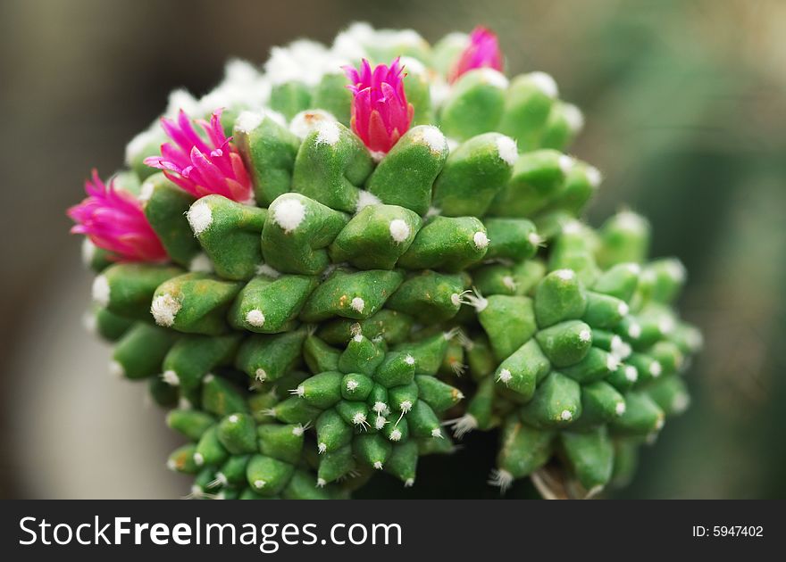 Close up shoot to cactus flower