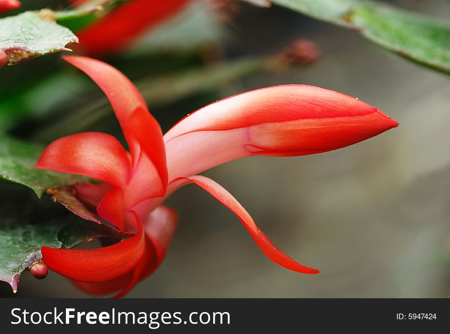 Close up shoot to red cactus flower