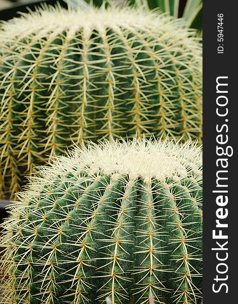 Close up of the surface of two cactus