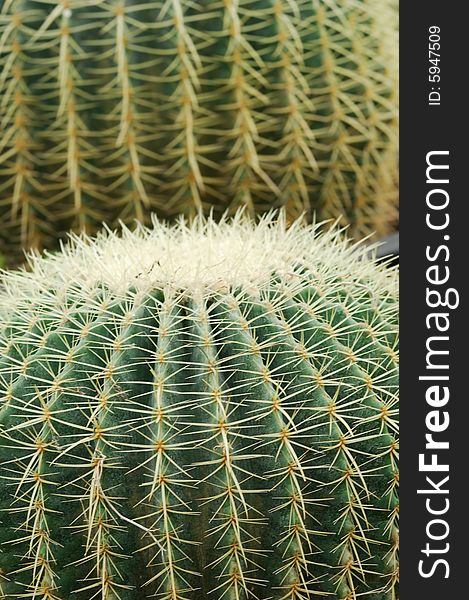 Close up of the surface of two cactus