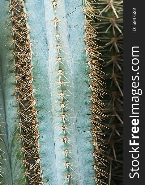 Details of cacti