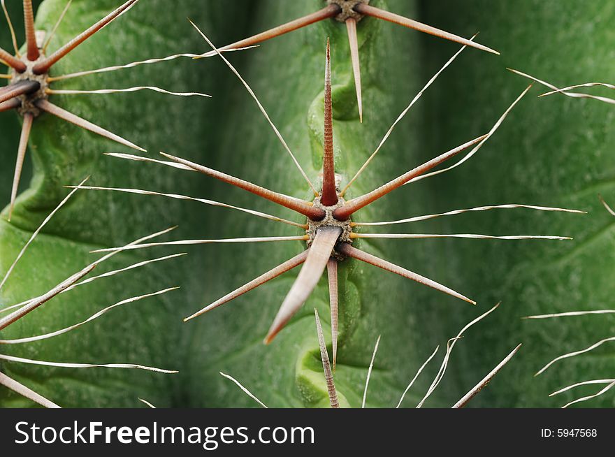 Close up of the surface and needle of cactus. Close up of the surface and needle of cactus