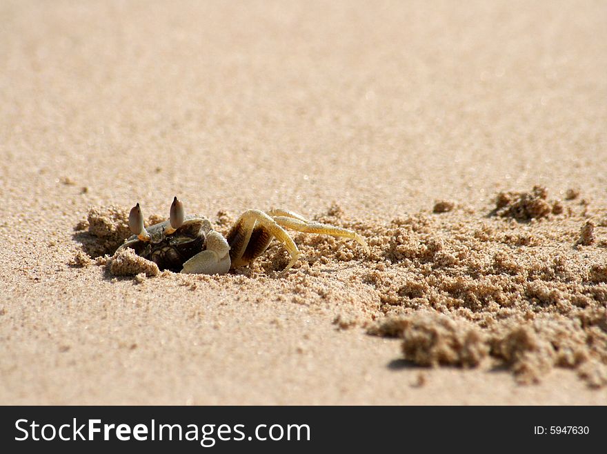 Small burrowing ghost crab of Western Australia