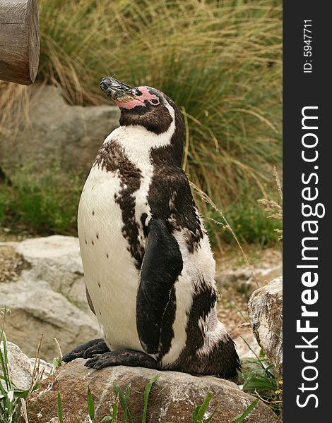 Animals: Humboldt penguin standing on a rock