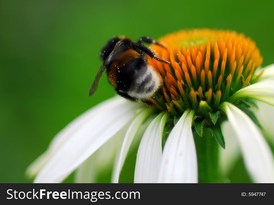 Close up of working bee. Close up of working bee