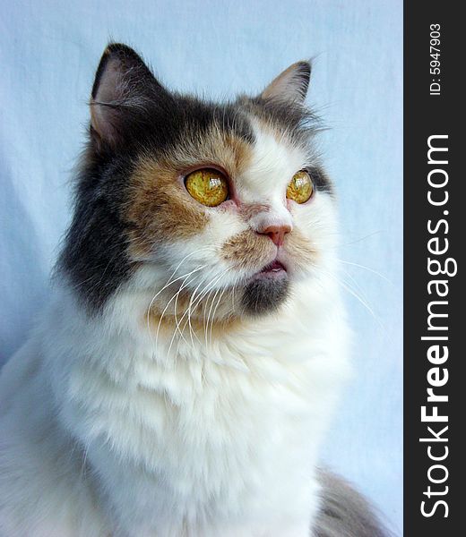 Portrait of a beautiful Persian cat