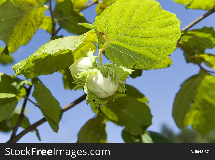 Brown nut fruits over green leafes and sky