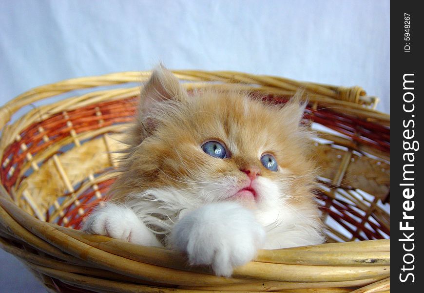Beautiful Persian kitten in a basket