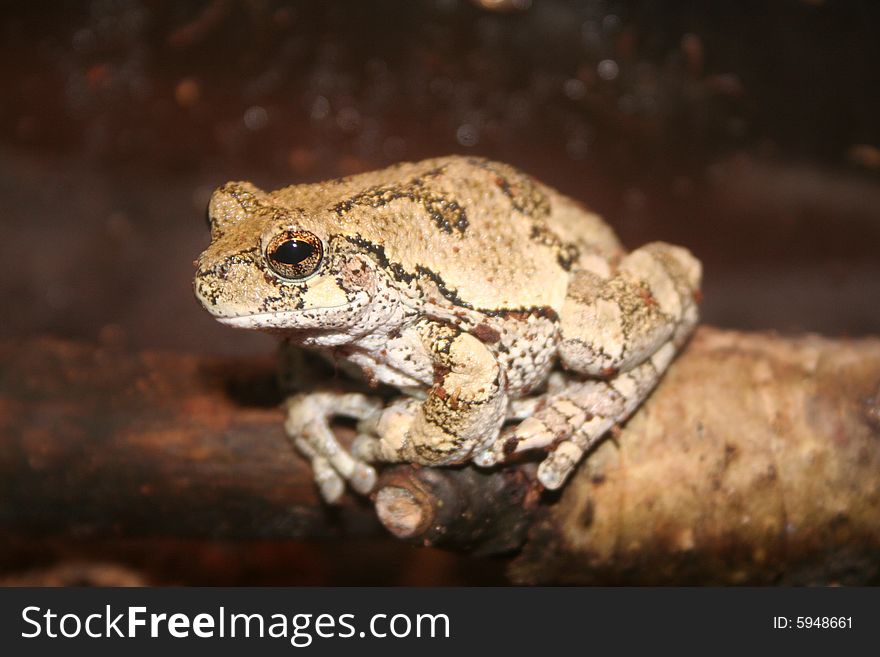 A gray tree frog perched on a branch.