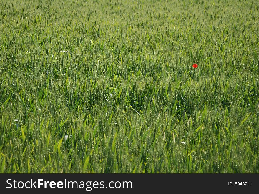 Field of wheat with poppy
