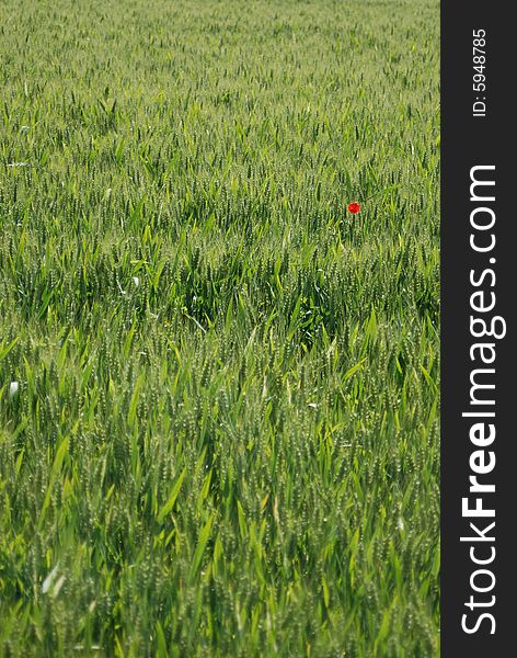 Field of wheat with red poppy