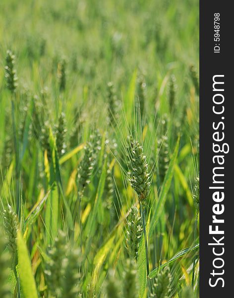 Field of wheat,ear green