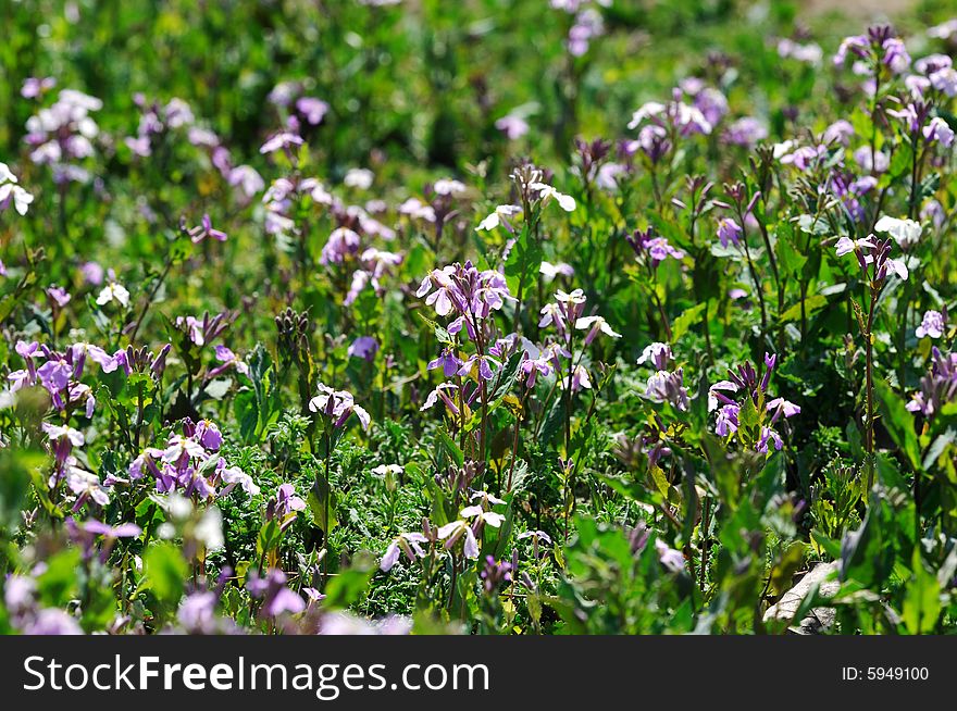 Flower field in the spring, beijing faubourgã€‚