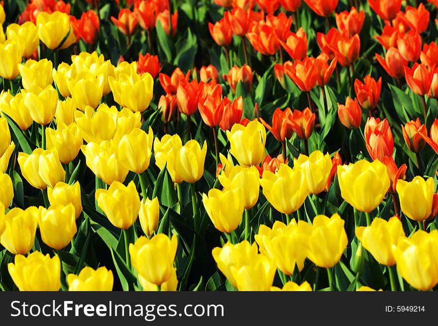 Tulip bloom in the park, in spring.