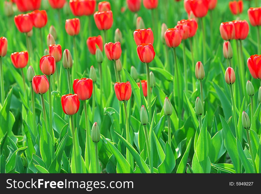 Tulip nature spring colorful background