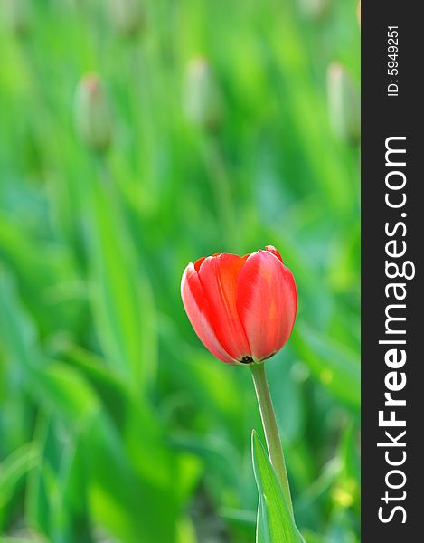 Red tulip isolation on light green background in garden. Red tulip isolation on light green background in garden