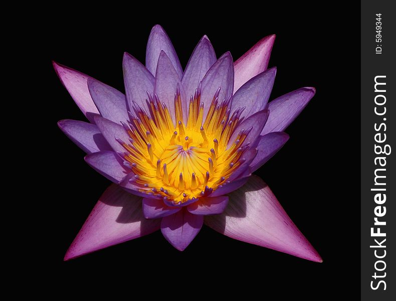 Waterlily isolated on black background. Waterlily isolated on black background