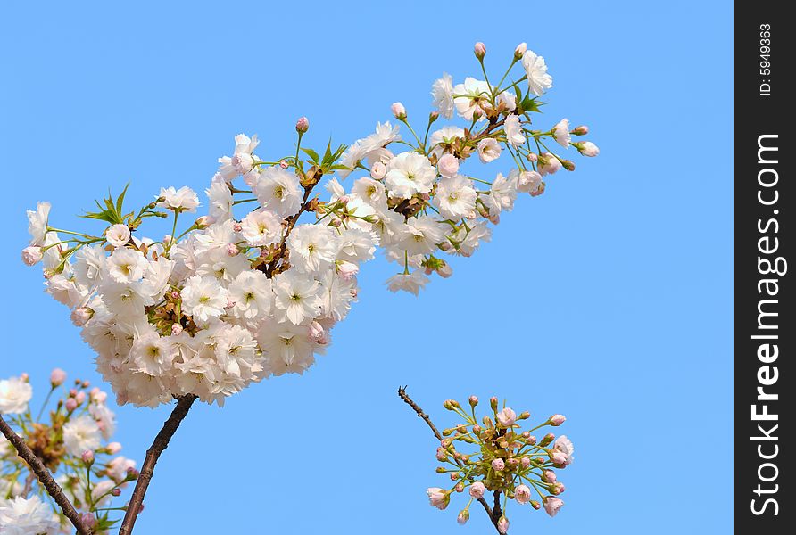 Beautiful spring flowers in blue sky. Beautiful spring flowers in blue sky.