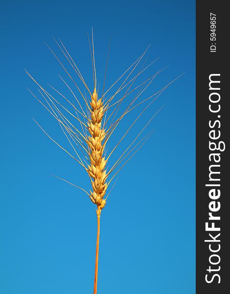 Wheat on blue sky