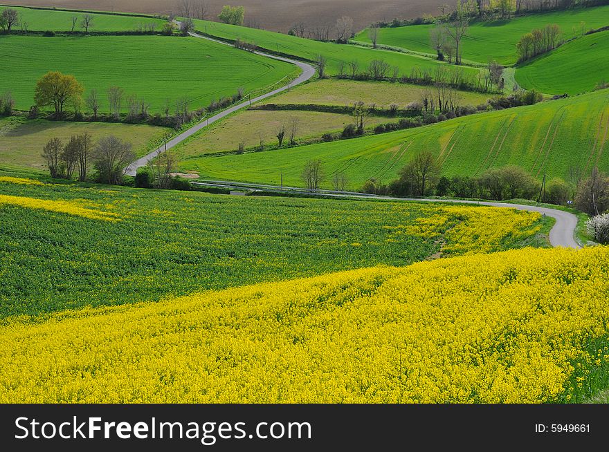 Rape field and Lauragais road,near Toulouse, France