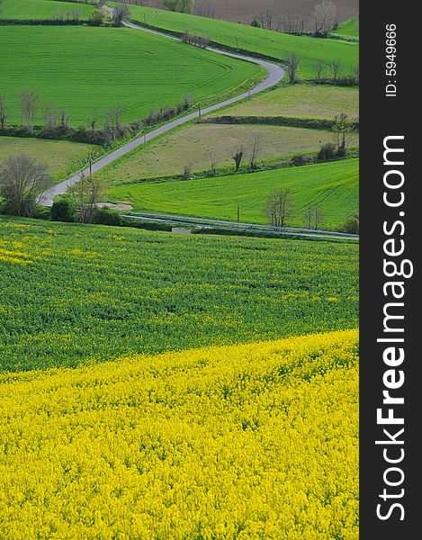 Rapeseed fields in spring in the hills of Lauragais. Rapeseed fields in spring in the hills of Lauragais
