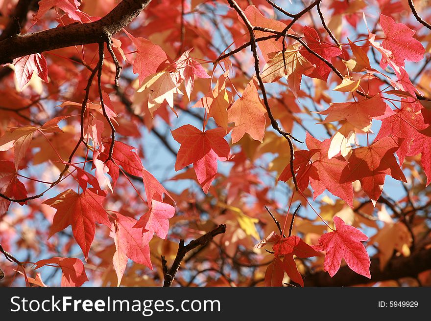 Beautiful Autumn Leaves on a Sunny Day. Beautiful Autumn Leaves on a Sunny Day