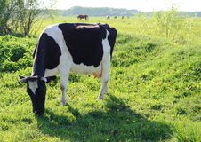 Cow Is Grazing In The Meadow Stock Images