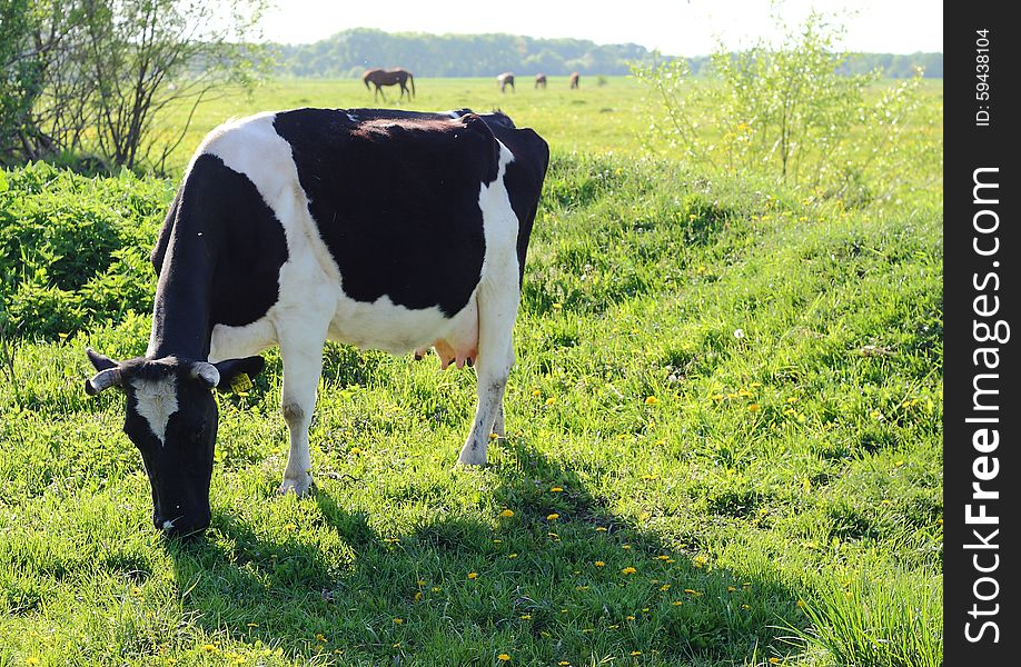 Cow is grazing in the meadow
