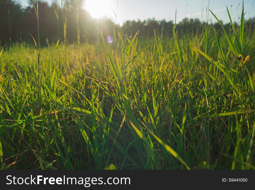 Green grass on a sunny summer day. Green grass on a sunny summer day