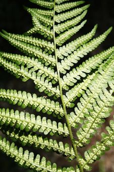 Fern Stock Images