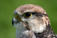 Peregrine Falcon Bird Of Prey Royalty Free Stock Images Peregrine Falcon Bird Of Prey Royalty Free Stock Images