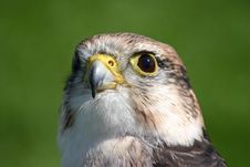 Bird Of Prey Peregrine Falcon Royalty Free Stock Photography Bird Of Prey Peregrine Falcon Royalty Free Stock Photography