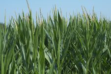 Corn In The Field Stock Images Corn In The Field Stock Images