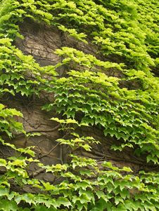 Ivy On Wall Stock Photos Ivy On Wall Stock Photos