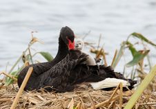 Black Swan And Her Baby Royalty Free Stock Image