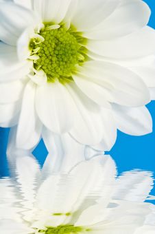 White Daisy Royalty Free Stock Photography