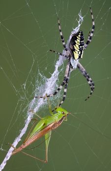 Argiope Spider With Hopper Stock Photos Argiope Spider With Hopper Stock Photos