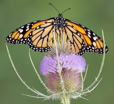 Monarch On Teasel Stock Photo