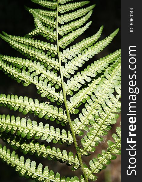 Plant of the wild fern