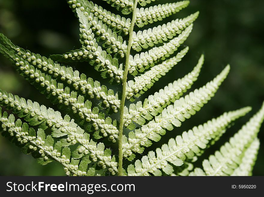 Plant of the wild fern