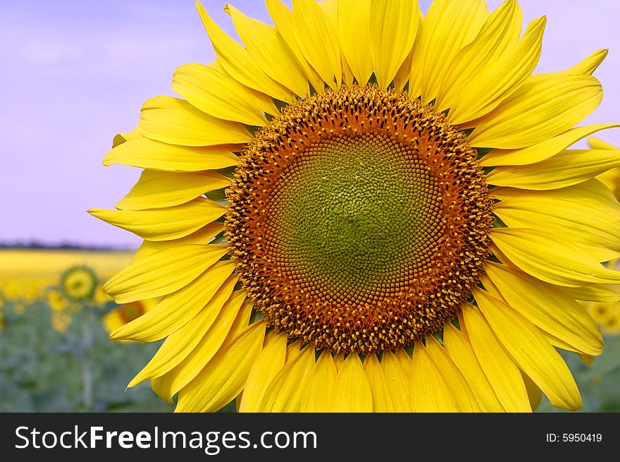 Sunflowers on the light-blue sky