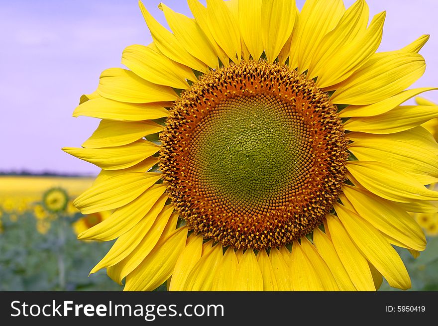 Sunflower