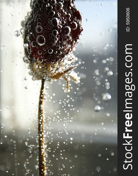 Dried up bud of rose under water in bubbles on an light background