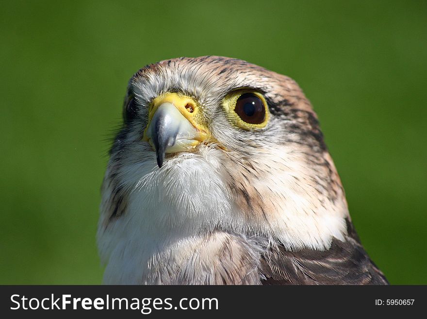 Close up of a peregrine falcon head a hawk. Close up of a peregrine falcon head a hawk