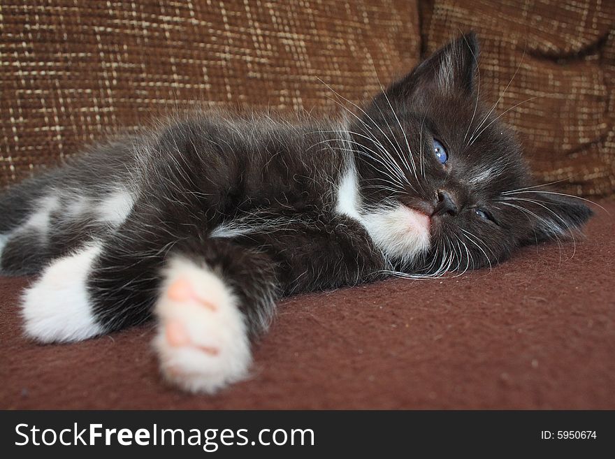 Cute kitten lying on couch