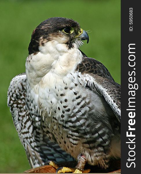 Fierce Peregrine falcon on display. Fierce Peregrine falcon on display