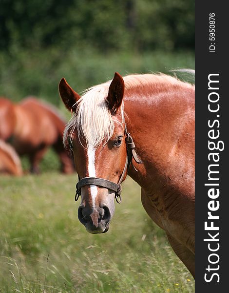 Portrait of a lovely brown horse on pasture. Portrait of a lovely brown horse on pasture