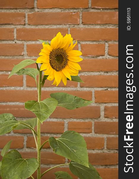 Single sunflower with red brick wall background