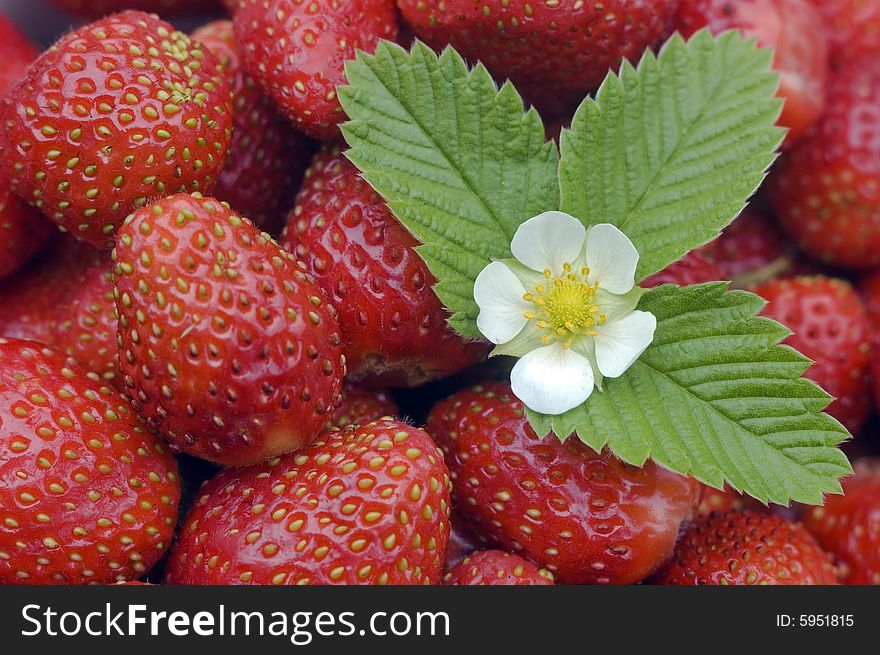 White flower, green sheet on a background of red wild strawberry.