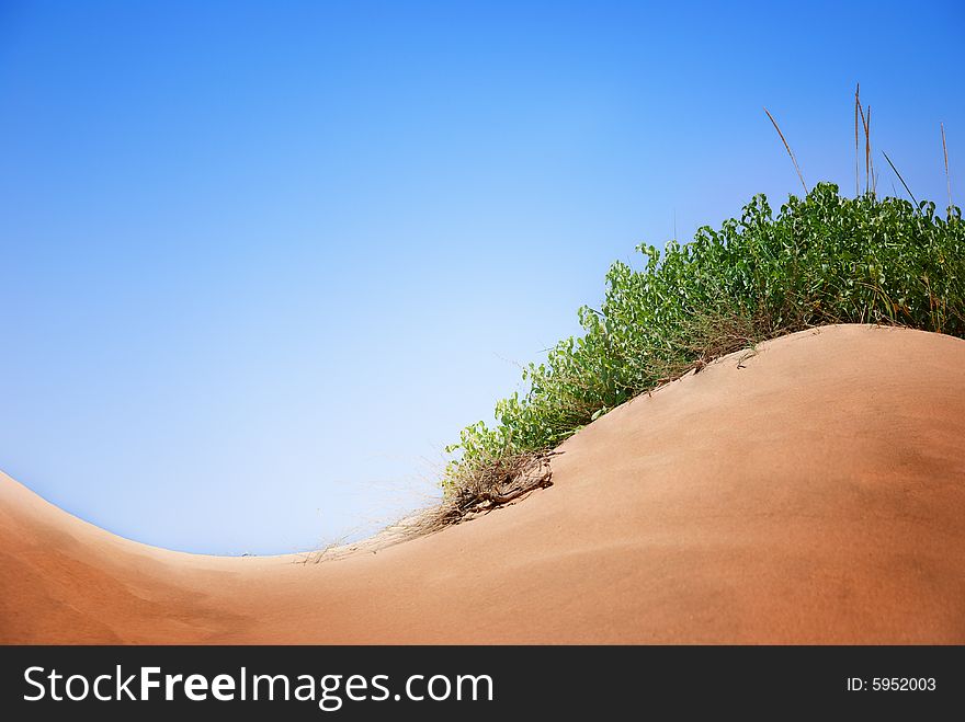 Dune and grass under the sky